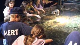 Everyone enjoys touching the rays in the open tank at the Dingle Oceanworld Aquarium
